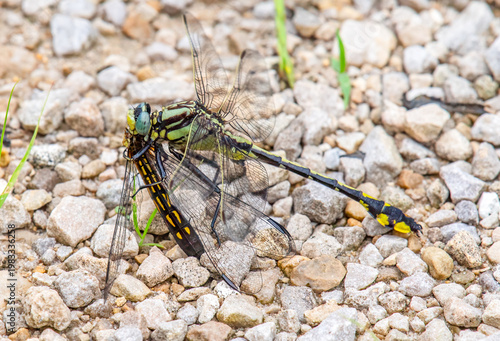 Midland Clubtail dragonfly (Gomphus fraternus) feeding on a Blue Dasher dragonfly on the ground at Blue River Sand Barrens in Grant County, Wisconsin.