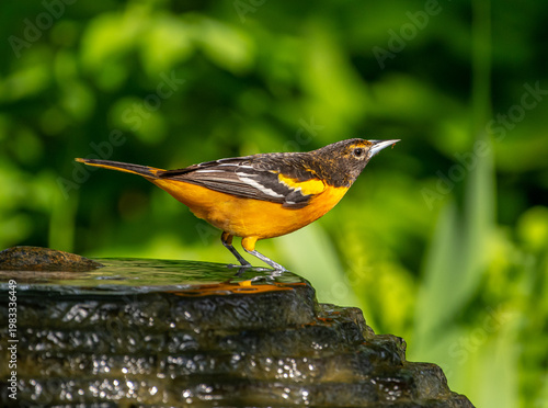 Male Baltimore Oriole (Icterus galbula) perched on the edge of a garden fountain in a backyard in the Driftless Area near Boscobel, Wisconsin.