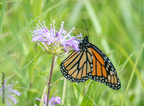 Monarch butterfly (Danaus plexippus) on bee balm (Monarda), orange wings on purple bloom in meadow, surrounded by green grass.