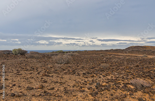 Fotografia shrubland on the coast of the calm blue Atlantic ocean under a cloudy winter sky