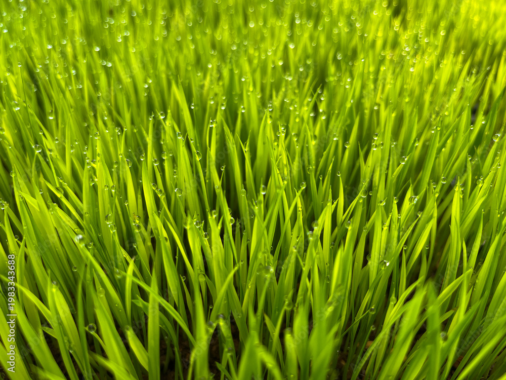 Fototapeta premium fresh young rice seedlings (paddy) glowing in the early morning sunlight 