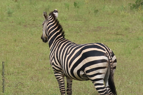 Elephants in Akagera National Park Rwanda – African Safari Wildlife Photography