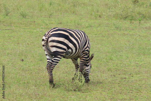 Elephants in Akagera National Park Rwanda – African Safari Wildlife Photography