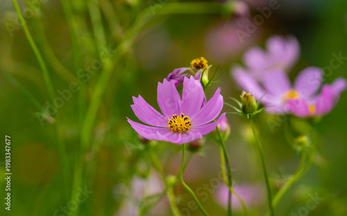 風に舞う、コスモスの花