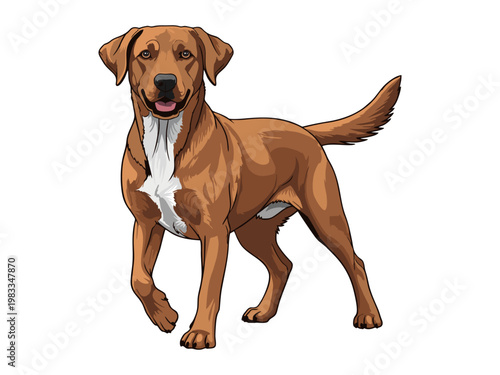 Full Body Illustration of a Brown Mixed Breed Dog with White Chest Patch Standing on White Background
