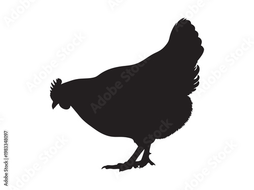 Hen illustration on white background