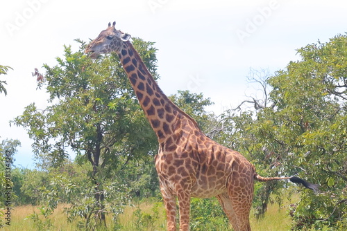 Elephants in Akagera National Park Rwanda – African Safari Wildlife Photography