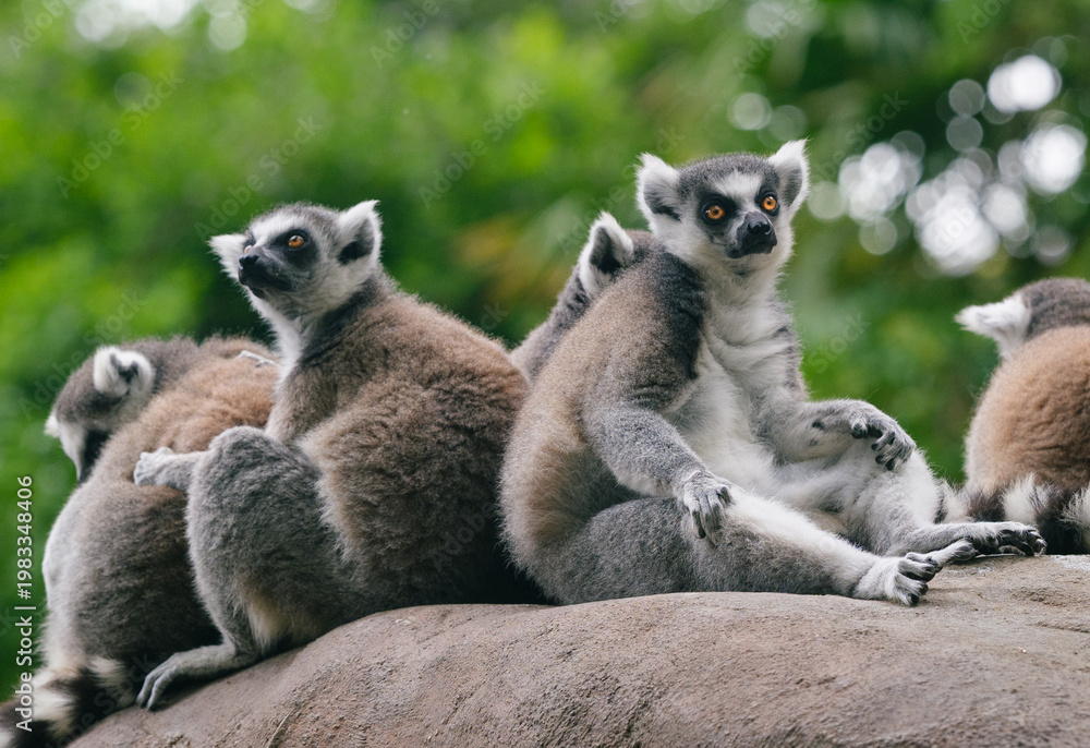Fototapeta premium Ring-tailed Lemurs