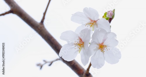 白バックに映える桜の花のクローズアップ