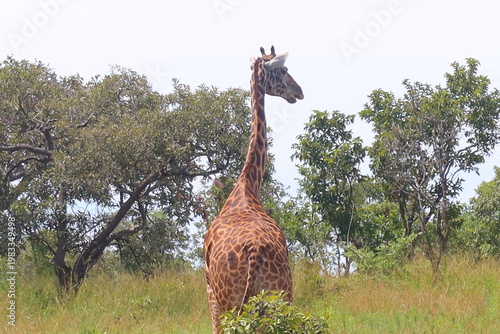 Elephants in Akagera National Park Rwanda – African Safari Wildlife Photography