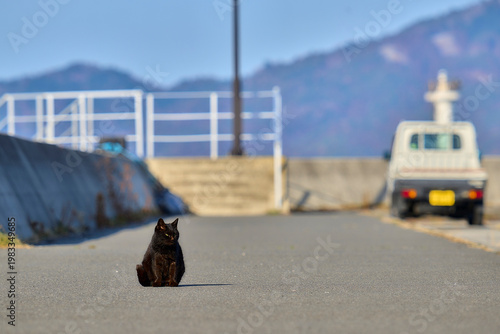 Cat in the street. Cat in the city. Cat in the city