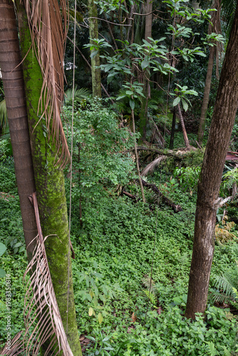 Trees and plants in a rainforest in southeastern Brazil
