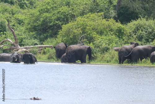 Elephants in Akagera National Park Rwanda – African Safari Wildlife Photography
