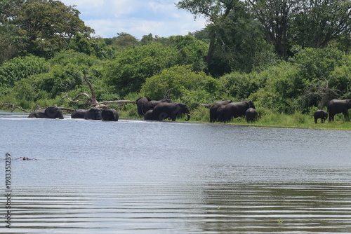 Elephants in Akagera National Park Rwanda – African Safari Wildlife Photography