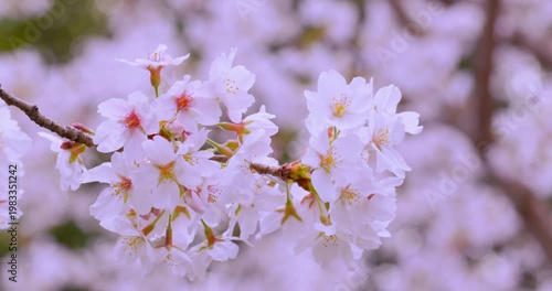満開の桜の花のアップと柔らかなボケ味