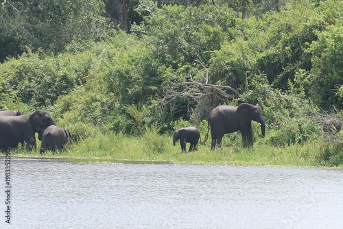 Elephants in Akagera National Park Rwanda – African Safari Wildlife Photography