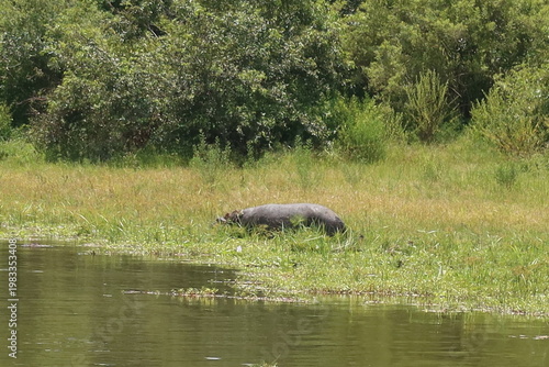 Elephants in Akagera National Park Rwanda – African Safari Wildlife Photography
