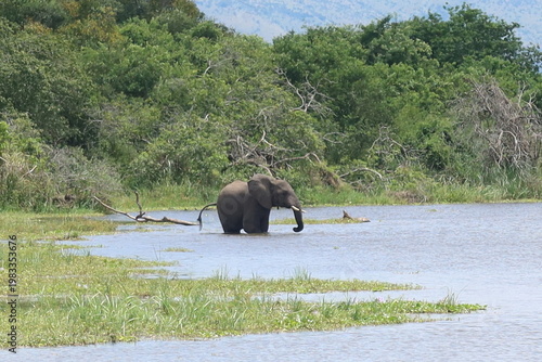 Elephants in Akagera National Park Rwanda – African Safari Wildlife Photography
