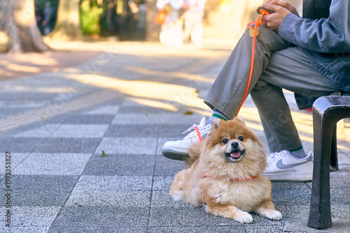 Cute pomeranian dog sitting on the ground in the park
