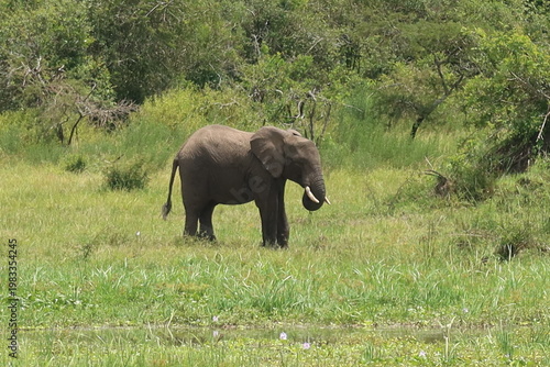 Elephants in Akagera National Park Rwanda – African Safari Wildlife Photography