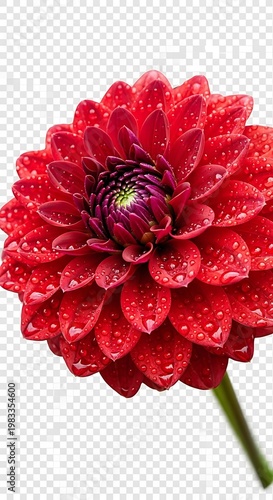 Close-up of a vibrant red dahlia flower with water droplets.