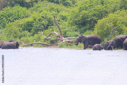 Elephants in Akagera National Park Rwanda – African Safari Wildlife Photography