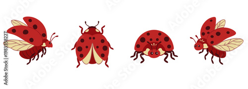 Ladybug vector set with different poses: flying, walking and top view.