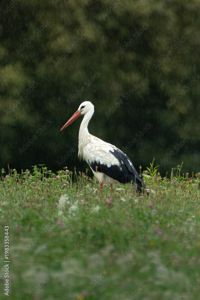 Fototapeta premium Stork under the rain