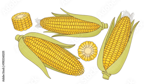 Vector Set of Fresh Corn on the Cob with Husks and Sliced Pieces for Healthy Food and Organic Produce Designs