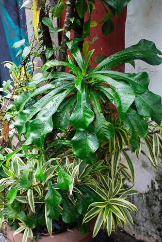 Tropical shrub with broad leaves