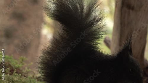 Squirrel (Sciurus vulgaris) Scoiattolo	