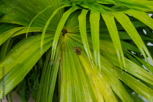 Green Leaves with Raindrops