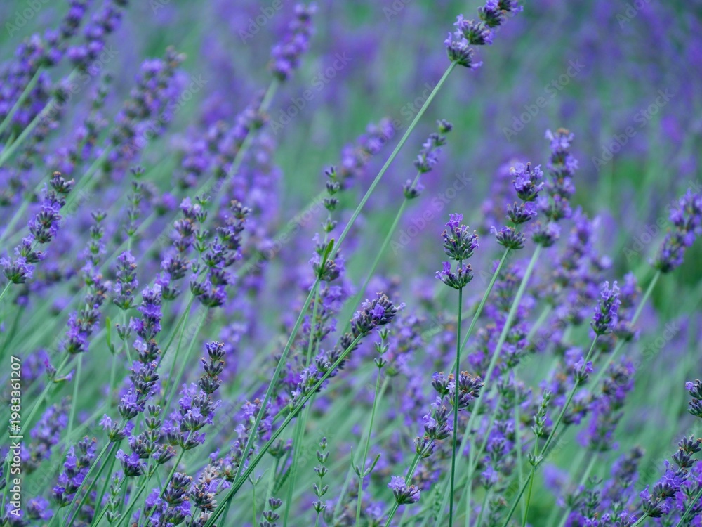 Obraz premium NAKAFURANO, JAPAN – JULY 28, 2025: A detailed macro shot of a blooming lavender sprig at Farm Tomita, Hokkaido’s premier floral destination during the peak summer season.