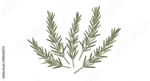 A stylized illustration of fresh rosemary sprigs fanned out against a clean white background evoking culinary freshness and aromatic appeal.