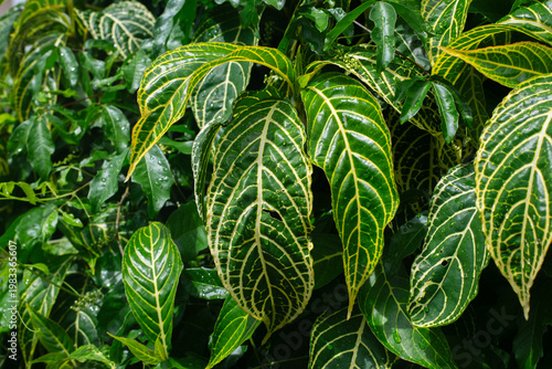 Variegated leaf with yellow veins