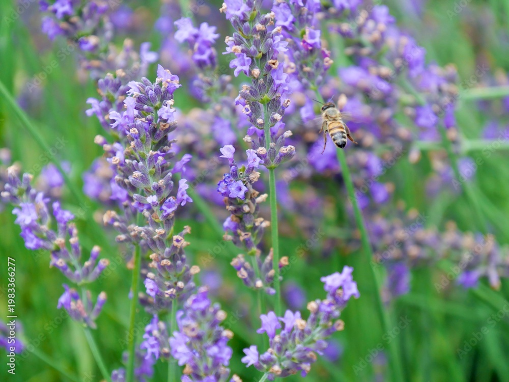 Obraz premium NAKAFURANO, JAPAN – JULY 28, 2025: A honeybee collecting pollen from a vibrant lavender sprig at Farm Tomita, highlighting the natural biodiversity within the famous Hokkaido flower fields.