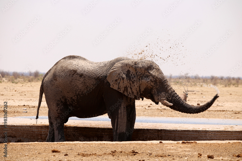 Fototapeta premium Elefant in der Badewanne
