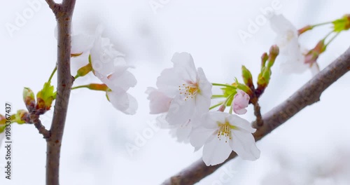 白バックに映える桜の花のクローズアップ