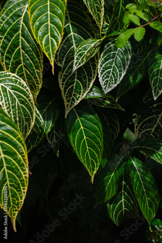 Variegated leaf with yellow veins
