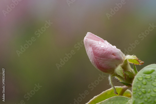 Quince (Cydonia oblonga) bud after rain close up with water droplets minimal spring composition Greece.
