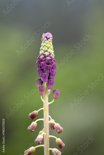 Tassel hyacinth (Leopoldia comosa) bud close up minimal composition with soft green background spring Greece.