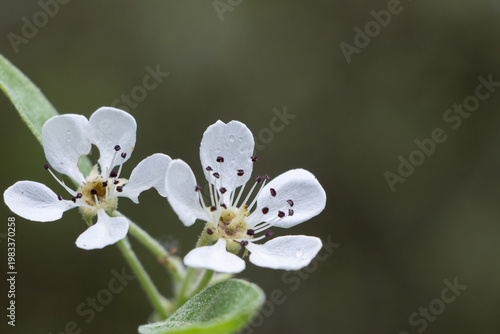 Wild pear (pyrus spinosa) white blossoms close up with dark green background copy space minimal spring Greece.