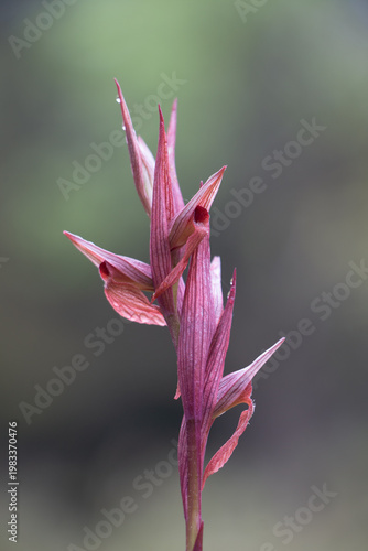 Tongue orchid (serapias bergonii) flower after rain, close up of pink blooms with soft green background, minimal composition, wild orchid in natural habitat, Greece.