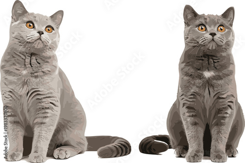 Cute Gray Cat Illustration Set Featuring Two British Shorthair Cats for Pet, Animal, and Domestic Life Designs