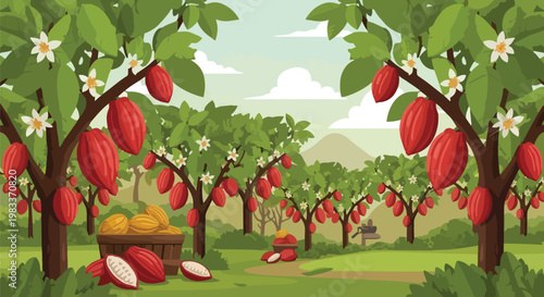 Cacao Plantation Field with Ripe Cocoa Pods and Flowers