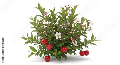 Vibrant holly bush with red berries.