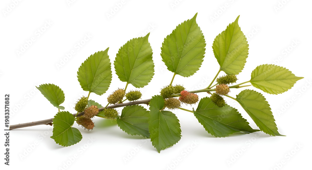 Fototapeta premium Green leaves on a tree branch.