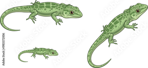 Green lizard reptile wildlife illustration set with different poses cartoon vector collection for nature and animal design