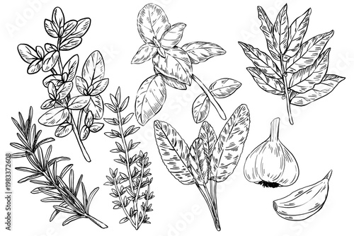 Black and white vector illustration set of culinary herbs and garlic in engraving style. Oregano, basil, bay, rosemary, thyme, sage, garlic. Great for menus, cookbooks, and spice labels