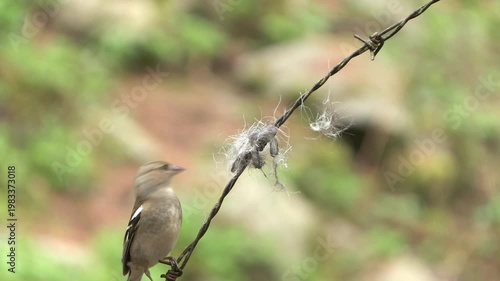 Finch (Fringilla coelebs) Fringuello	